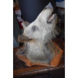 Taxidermy: a good quality vintage French taxidermy boar's head, on wooden shield plaque, 59cm
