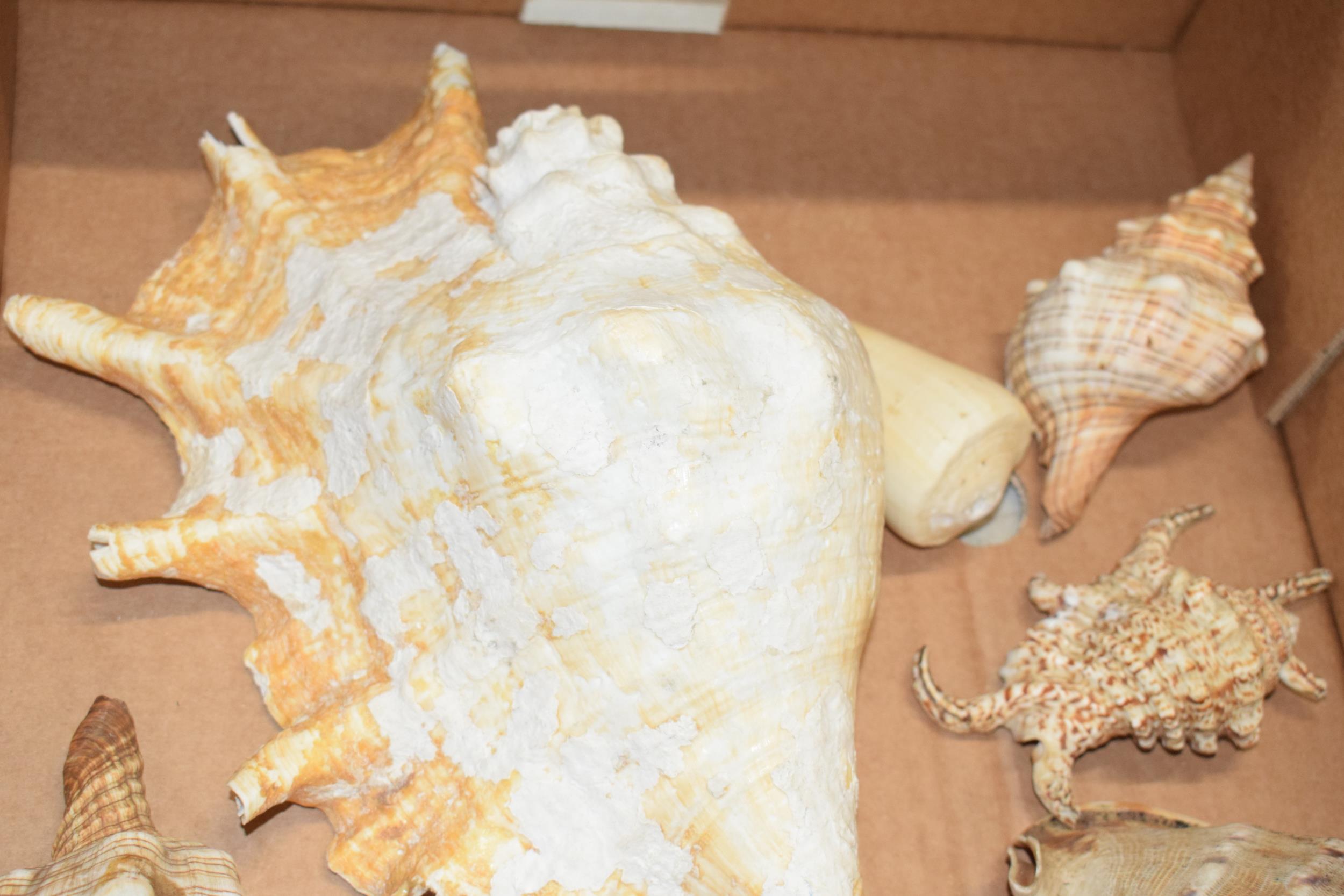 A interesting collection of shells of varying forms and sizes. - Image 2 of 5