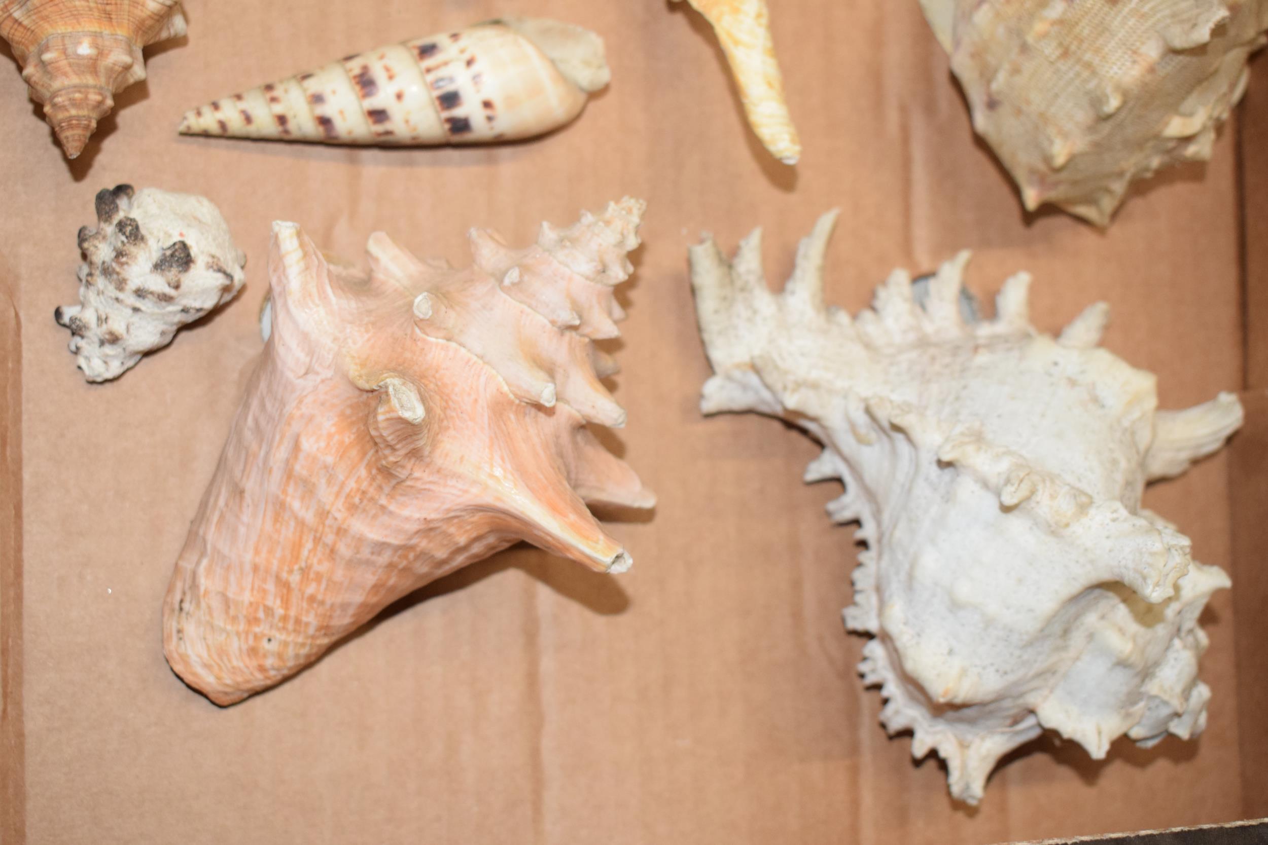 A interesting collection of shells of varying forms and sizes. - Image 4 of 5