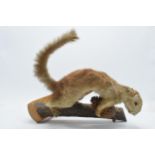 Vintage French taxidermy model of a red squirrel with a pine comb, 28cm tall.