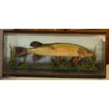 Taxidermy: a skin mounted Jack Pike set amongst naturalistic foliage and scenery, cased and