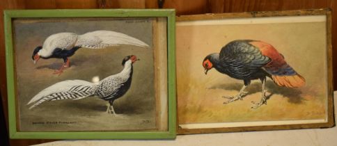 Donald Birbeck: watercolours of silver pheasants and an exotic bird, signed by Birbeck , a former