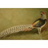 Donald Birbeck: watercolour of a bright coloured pheasant, signed by Birbeck 1920, a former Royal