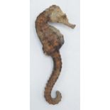 Taxidermy: model of a seahorse, 6cm long.