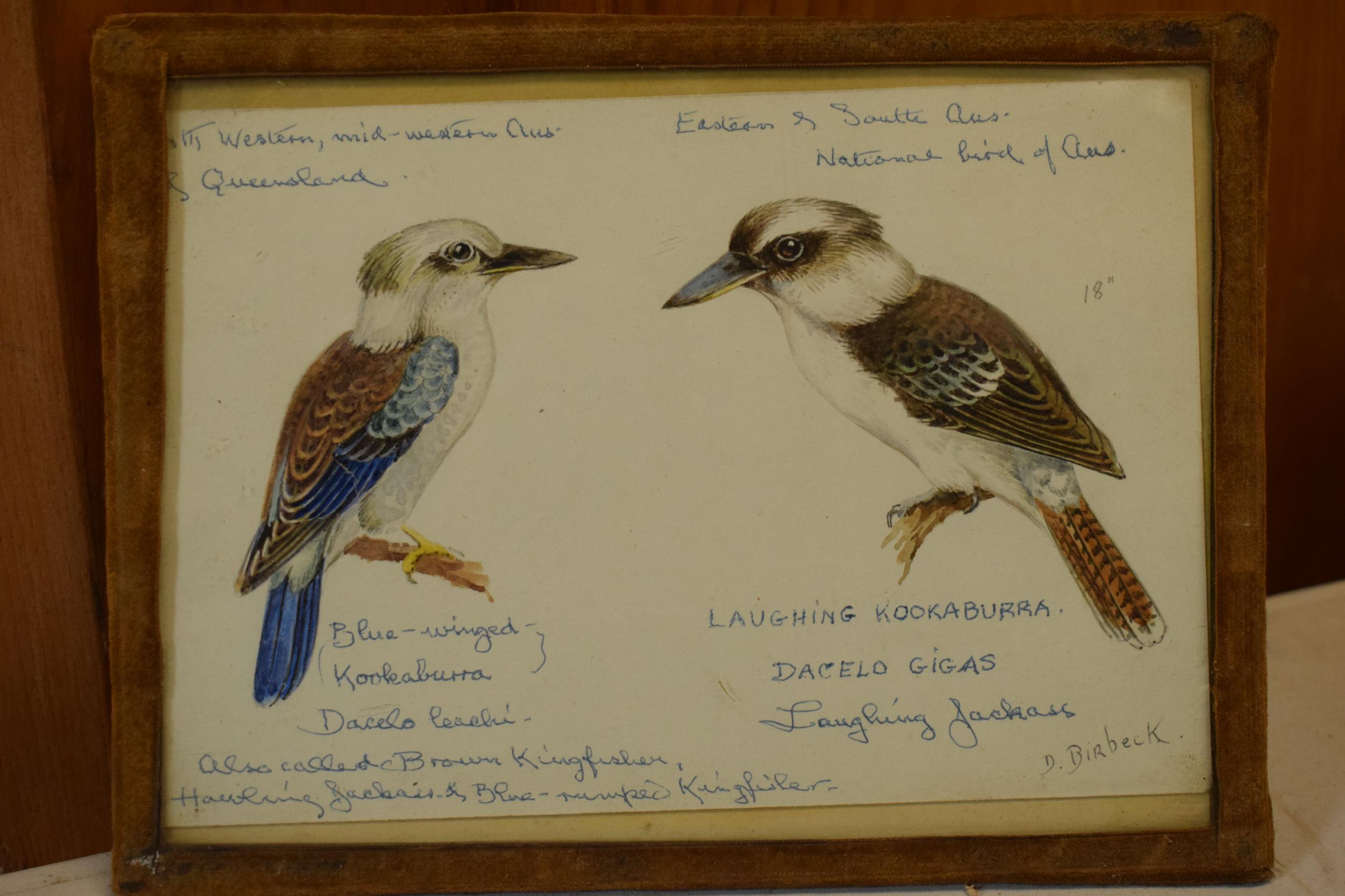 Donald Birbeck: watercolours of a laughing kookaburra and a blue winged kookaburra together with one - Image 4 of 4