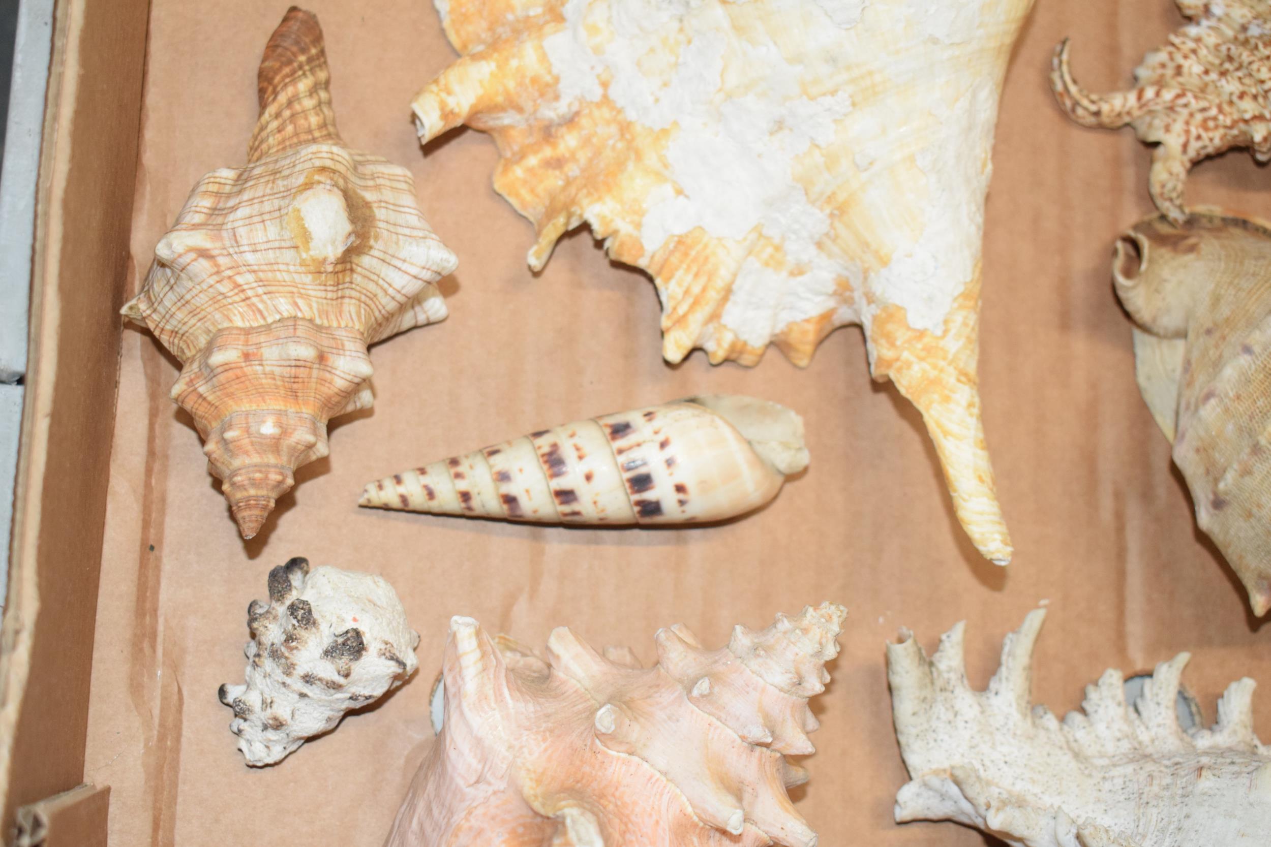 A interesting collection of shells of varying forms and sizes. - Image 5 of 5