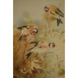 Donald Birbeck: watercolour of goldfinches, by Birbeck, a former Royal Crown Derby and Royal