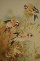 Donald Birbeck: watercolour of goldfinches, by Birbeck, a former Royal Crown Derby and Royal