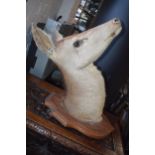 Taxidermy: a large vintage French taxidermy Deer head, on wooden shield plaque, 32cm tall.