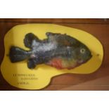 Taxidermy: unusual cast of a Lumpsucker fish, caught by D Hughes in Amble, circa 1970s, approx
