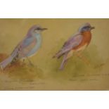 Donald Birbeck: , original artwork of a Mountain Bluebird together with a Eastern Bluebird USA,
