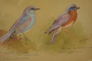 Donald Birbeck: , original artwork of a Mountain Bluebird together with a Eastern Bluebird USA,