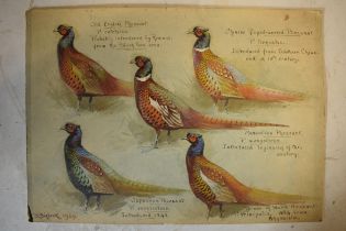 Donald Birbeck: an interesting collection of watercolours on board of varying types of pheasants, to