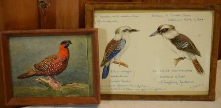Donald Birbeck: watercolours of a laughing kookaburra and a blue winged kookaburra together with one