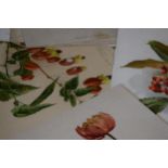 17 unmounted old lithograph prints of garden flowers (17). Condition varies.