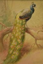 Donald Birbeck: watercolour of a peacock standing proud on a branch, signed by Birbeck, a former
