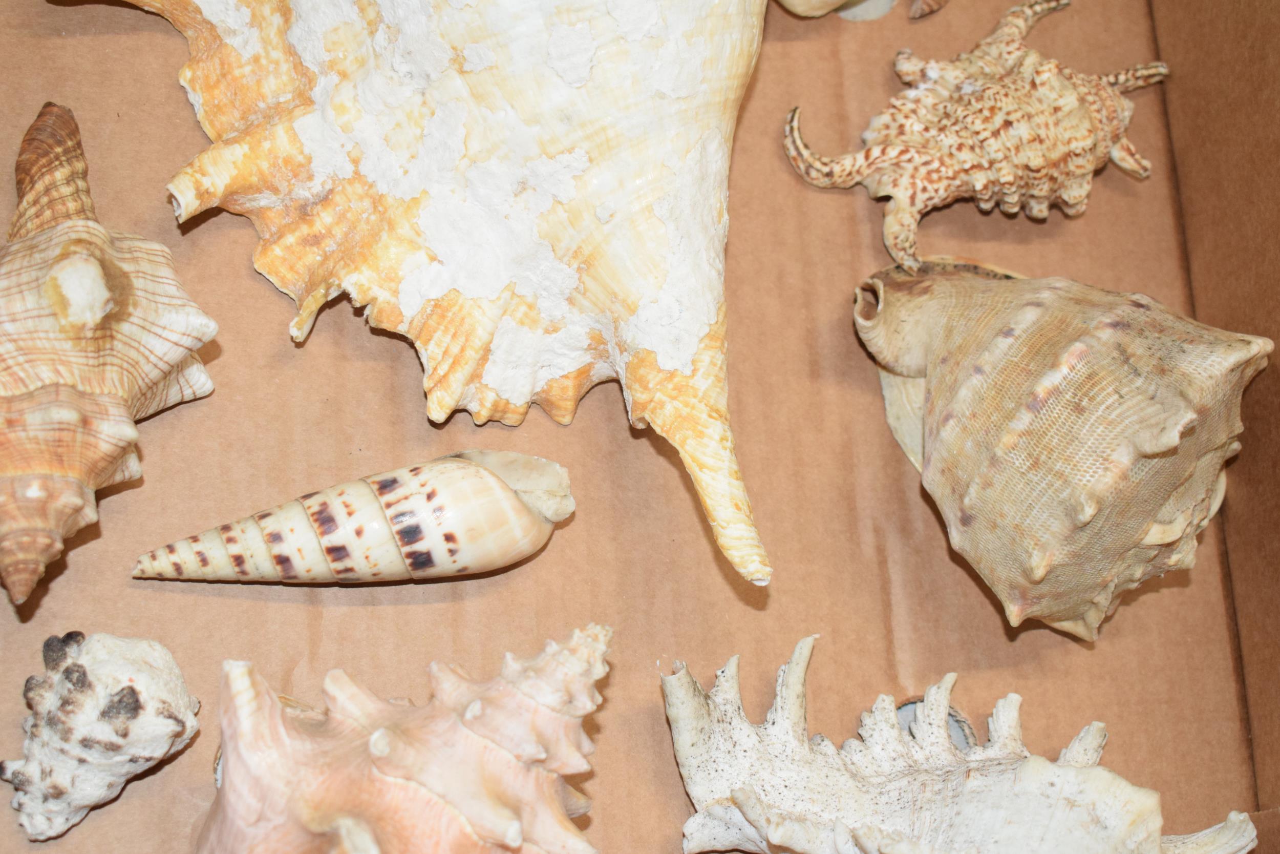 A interesting collection of shells of varying forms and sizes. - Image 3 of 5