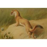 Donald Birbeck: print of a weasel, 2/3, signed by Birbeck, a former Royal Crown Derby and Royal