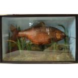 Early 20th century taxidermy Common Carp with naturalistic setting of lake bed with rocks and reeds.