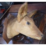 Taxidermy: a good quality vintage French taxidermy deer head, on wooden shield plaque, 30cm tall.