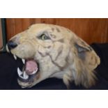 19th century taxidermy tiger's head with wall mount, glass eyes and intact teeth, 68cm long.