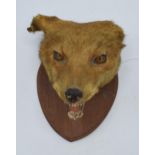 Early 20th century fox mask with glass eyes. Mounted on wooden shield. (Shield length 23cm).