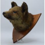 Early 20th century taxidermy fox head mounted on wooden shield, with glass eyes, shield 28cm tall.
