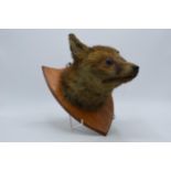 Early 20th century taxidermy fox head mounted on wooden shield, with glass eyes, shield 28cm tall.