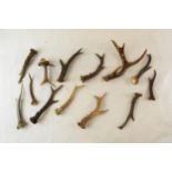 A mixed box of Roe deer antlers. Ideal for stick making, coat hooks or even dog chews. (10) In