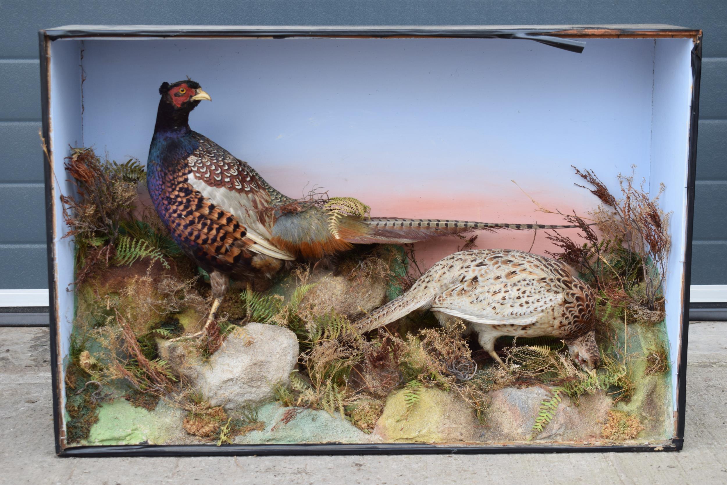 Taxidermy: A Victorian cased pair of pheasants amongst naturalistic setting, By James Gardner, - Image 2 of 10