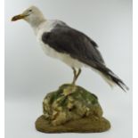 Taxidermy model of a seagull, mounted onto a naturalistic base, 48cm tall.