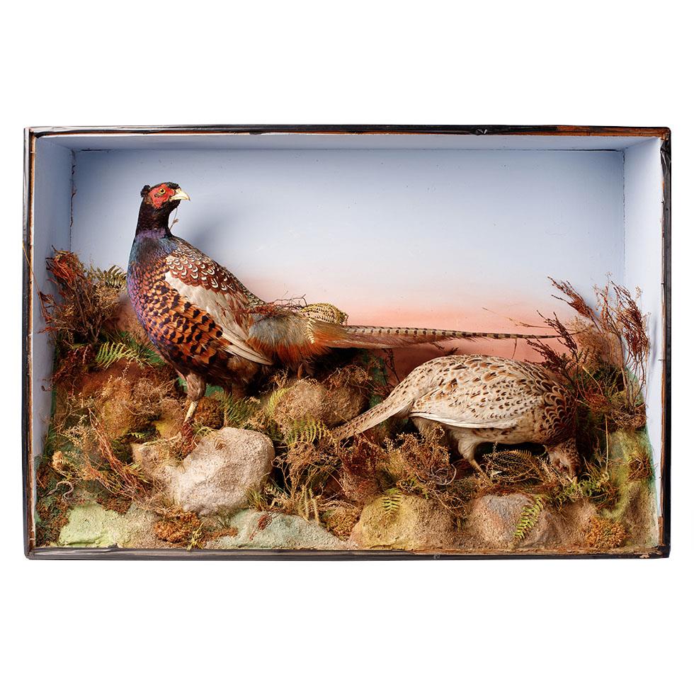 Taxidermy: A Victorian cased pair of pheasants amongst naturalistic setting, By James Gardner,