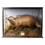 Taxidermy: A Victorian cased Badger (Meles Taxus), amongst naturalistic setting of foliage, with