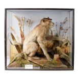 Taxidermy: A late Victorian cased Pig-Tailed Macaque monkey (Macaeus Nemestrinus), with plaque