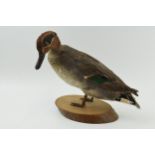 Vintage French taxidermy model of a duck, mounted onto a wooden base, 23cm tall.