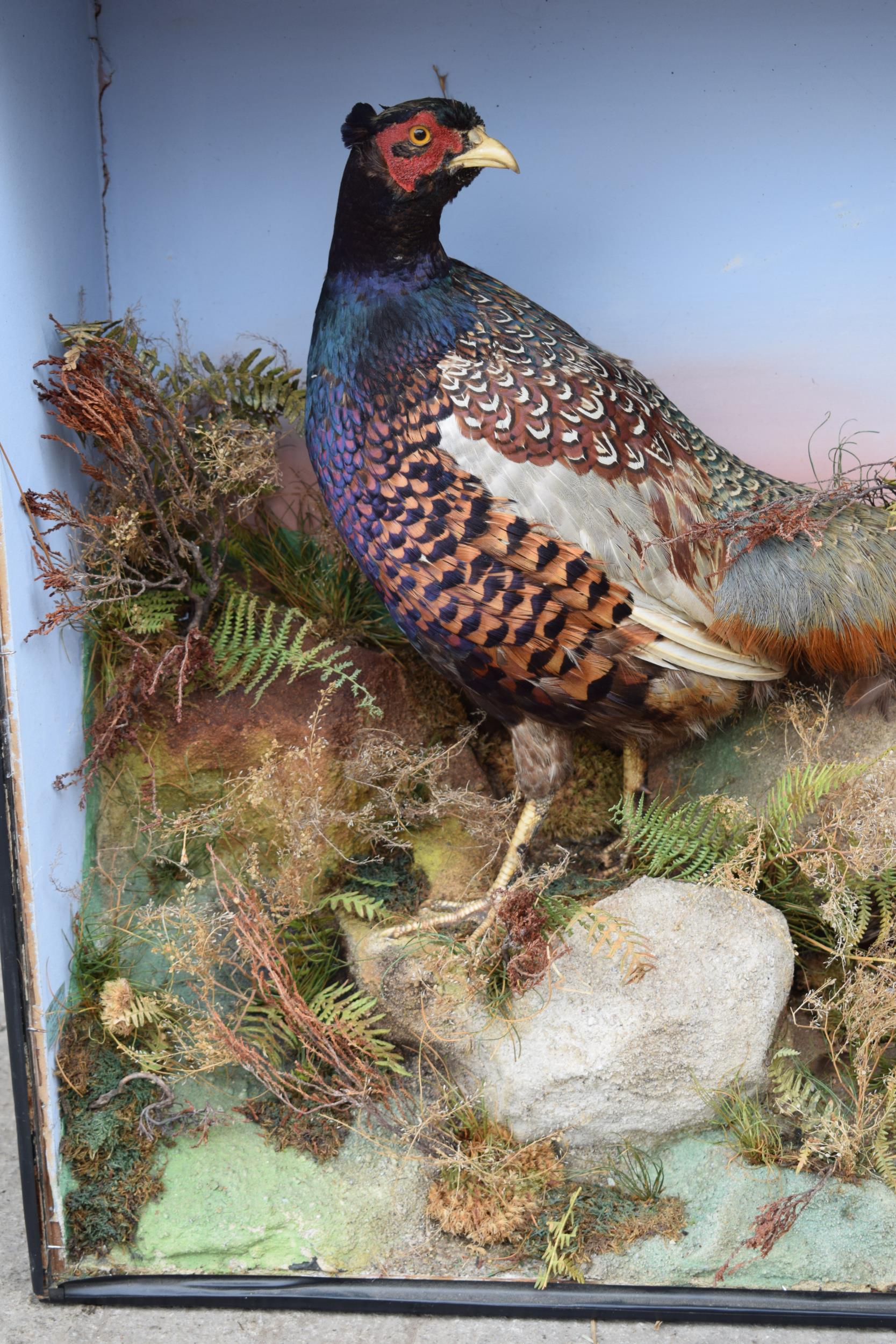 Taxidermy: A Victorian cased pair of pheasants amongst naturalistic setting, By James Gardner, - Image 5 of 10