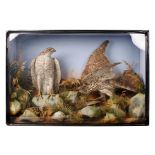 Taxidermy: A Victorian cased pair of Sparrow Hawks, amongst naturalistic setting, one with