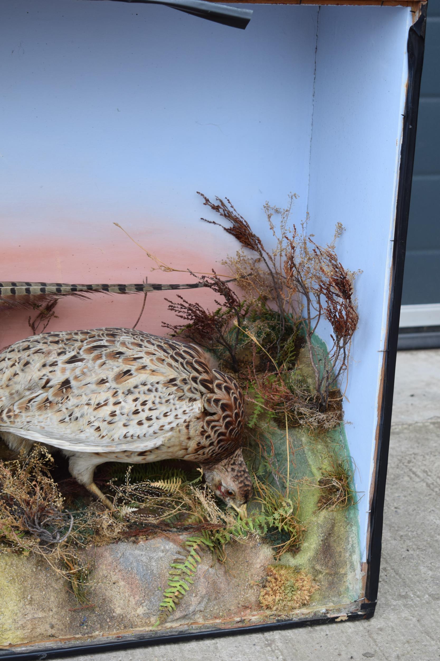 Taxidermy: A Victorian cased pair of pheasants amongst naturalistic setting, By James Gardner, - Image 7 of 10