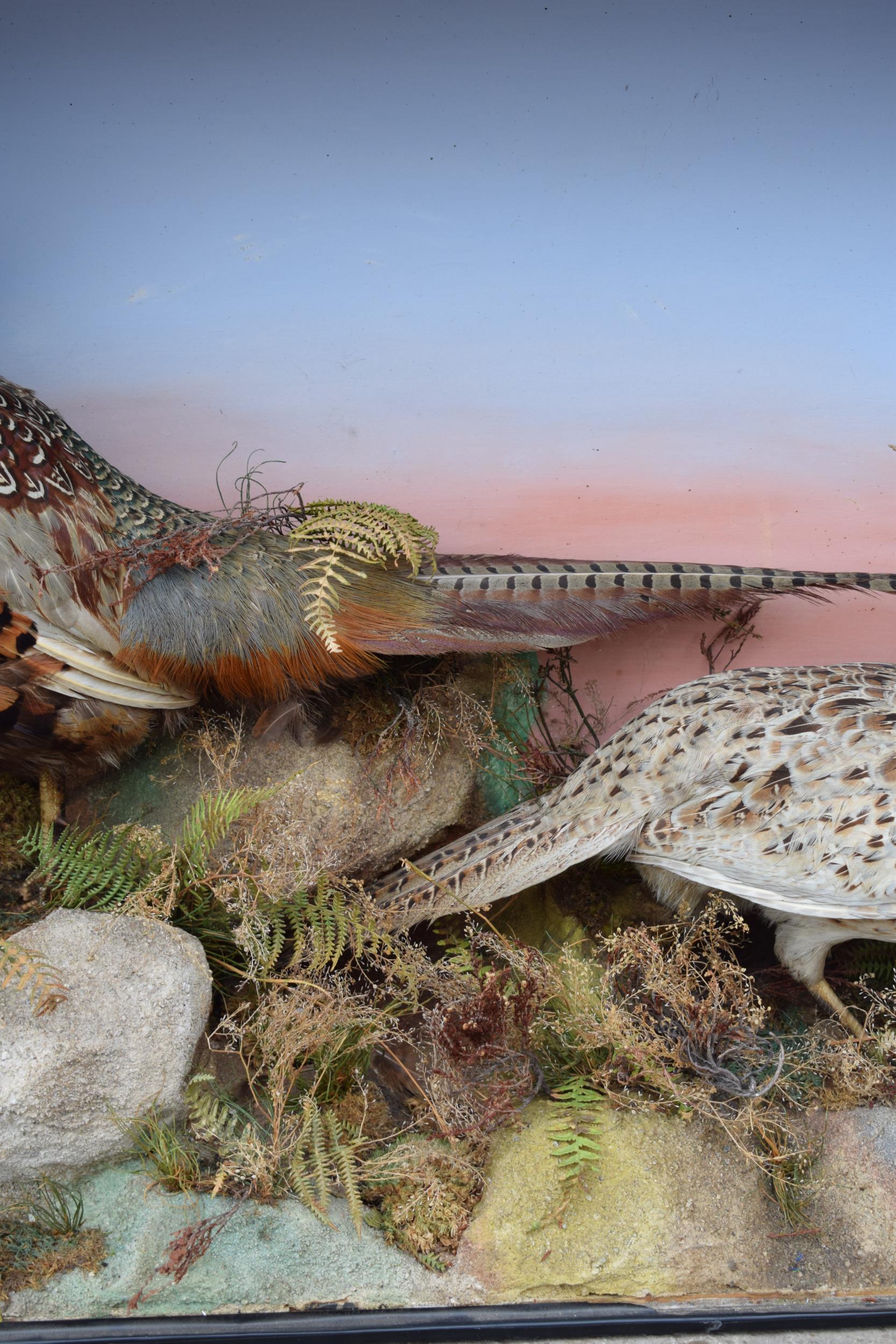 Taxidermy: A Victorian cased pair of pheasants amongst naturalistic setting, By James Gardner, - Image 6 of 10