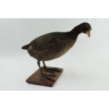 Vintage French taxidermy model of a duck, mounted onto a wooden base, 25cm tall.