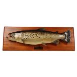Taxidermy: a cast brown trout , 9lb 10 1/2oz , fish from Blithfield Reservoir, caught July 22