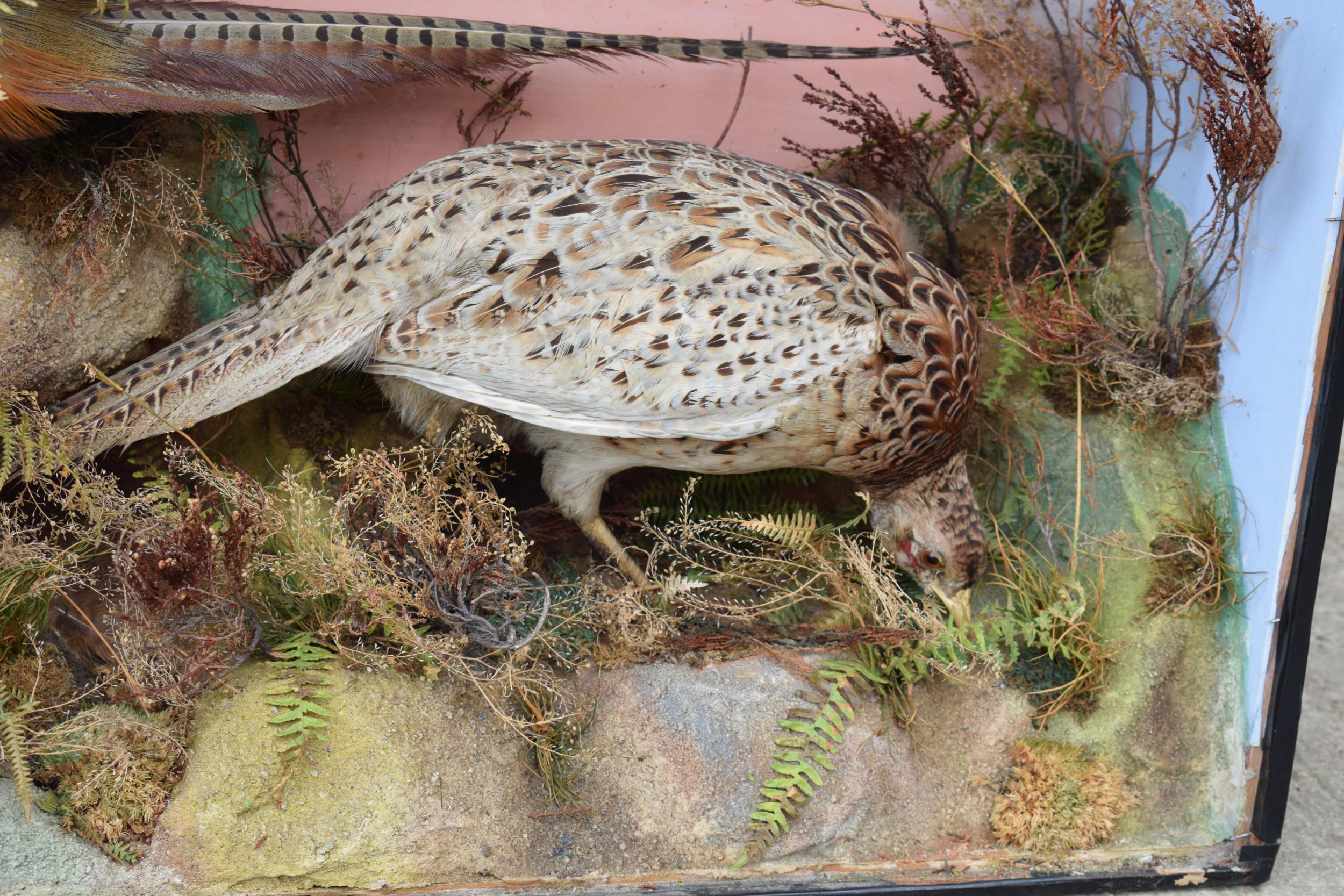 Taxidermy: A Victorian cased pair of pheasants amongst naturalistic setting, By James Gardner, - Image 4 of 10