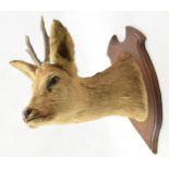 Vintage French taxidermy deer's head with 2 point antlers, mounted on wooden shield, 47cm tall.