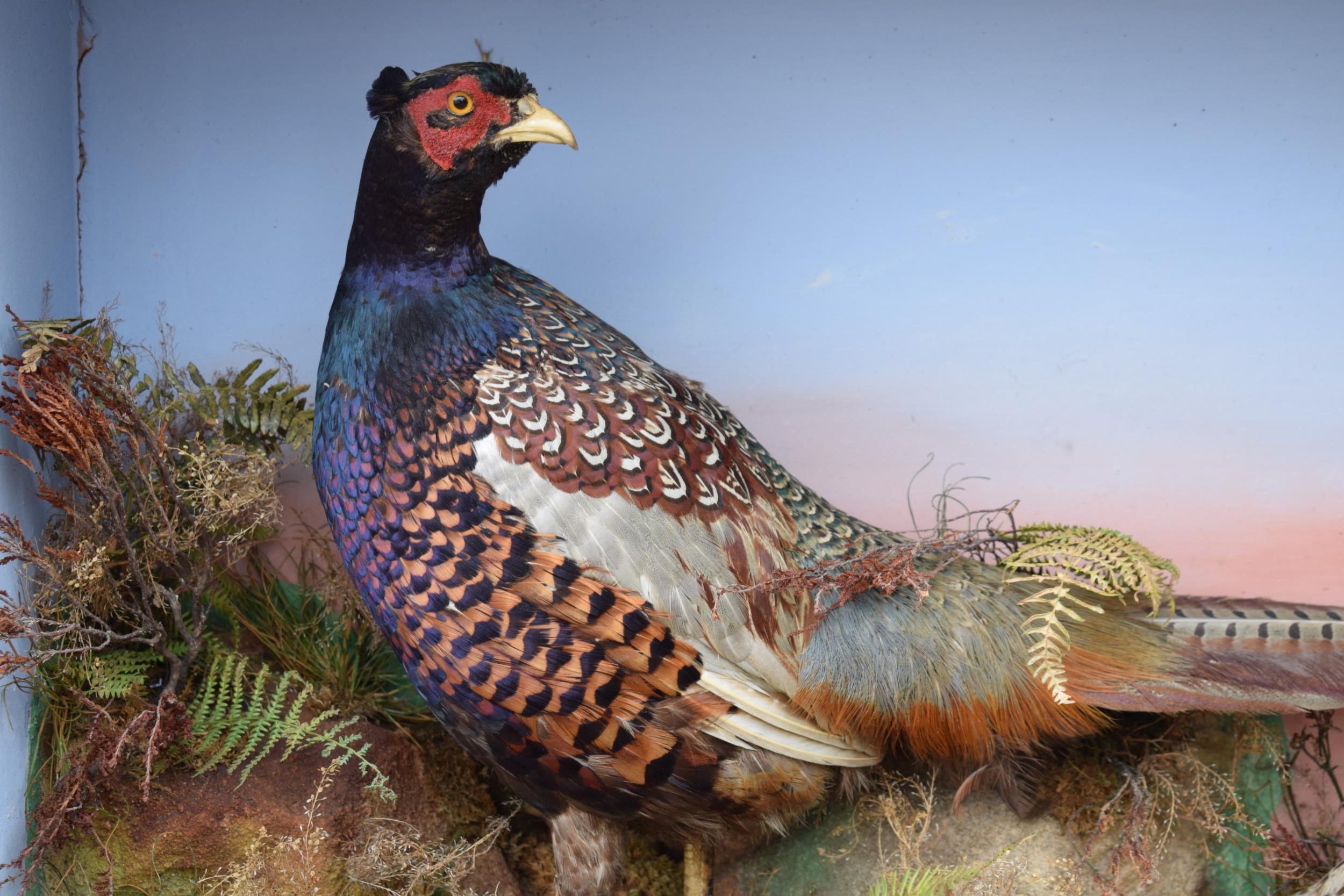 Taxidermy: A Victorian cased pair of pheasants amongst naturalistic setting, By James Gardner, - Image 3 of 10