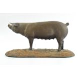 North Light bronzed resin model of a British Landrace pig, 23cm long (some restoration). Restored on