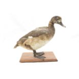 Vintage French taxidermy model of a duck, mounted onto a wooden base, 28cm tall.