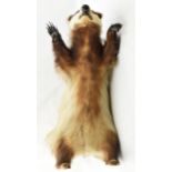 Vintage taxidermy model of a standing badger with claws out, 69cm tall.