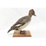 Vintage French taxidermy model of a duck, mounted onto a wooden base, 28cm tall.