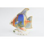 Royal Crown Derby paperweight in the form of a Pacific Angel Fish, first quality with gold