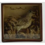 Late Victorian / Edwardian taxidermy model of a bird set amongst naturalistic setting, in wooden